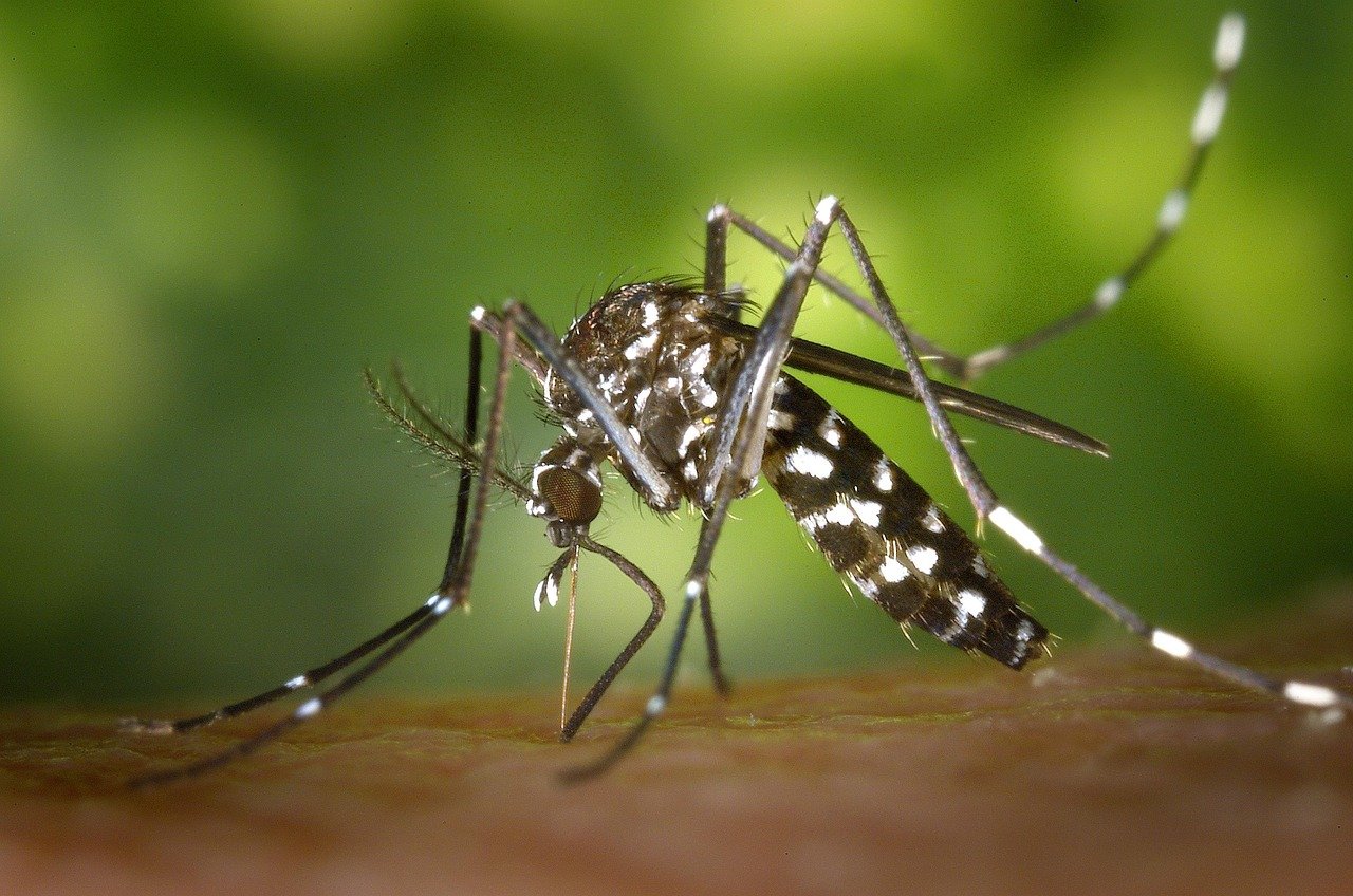 Close-up of an Aedes mosquito, the insect that spreads dengue